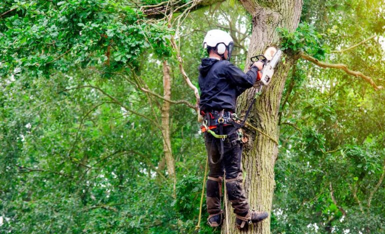 TGS-tree-surgery TGS Tree surgery