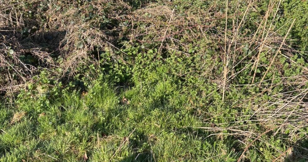 Total Groundcare Services Flail Mowing Aldridge, Walsall - Total Groundcare Services Total Groundcare Services Flail Mowing Aldridge, Walsall
