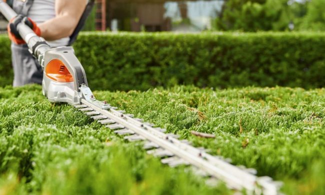 An image of TGS hedge cutting and trimming