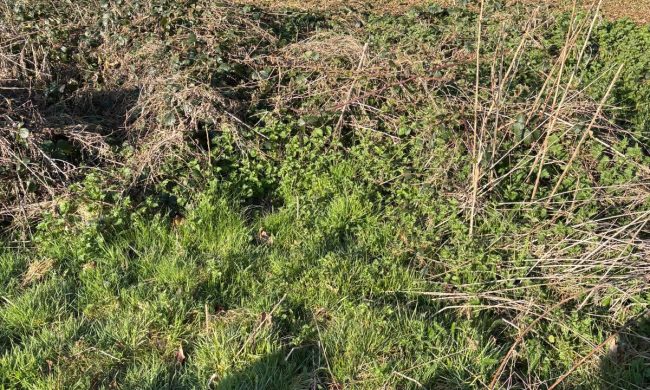 Total Groundcare Services Flail Mowing Aldridge, Walsall