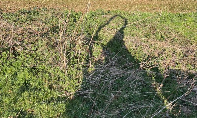 Total Groundcare Services Warton Tamworth Weed Killing