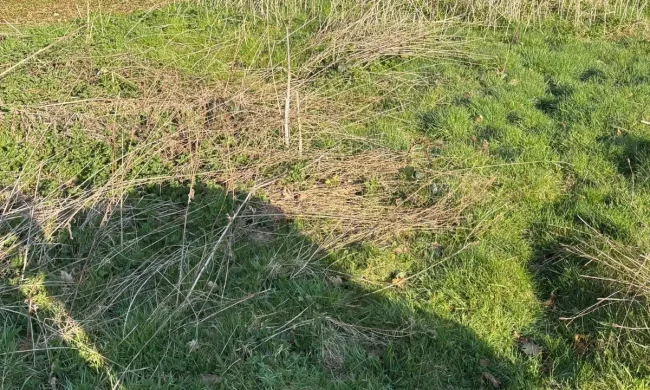 Total Groundcare Services Warton Tamworth Weed Killing